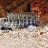 LAWNMOVER BLENNY