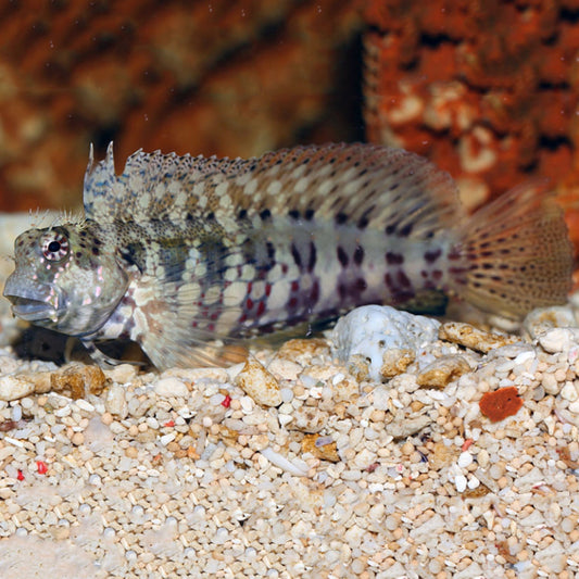 LAWNMOVER BLENNY