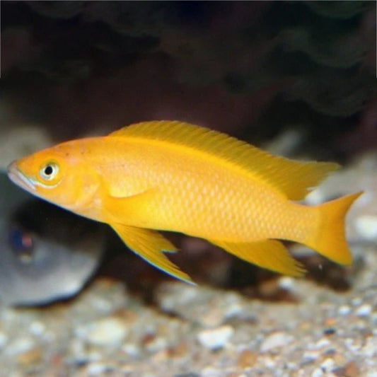 LEMON MBUNA CICHLID