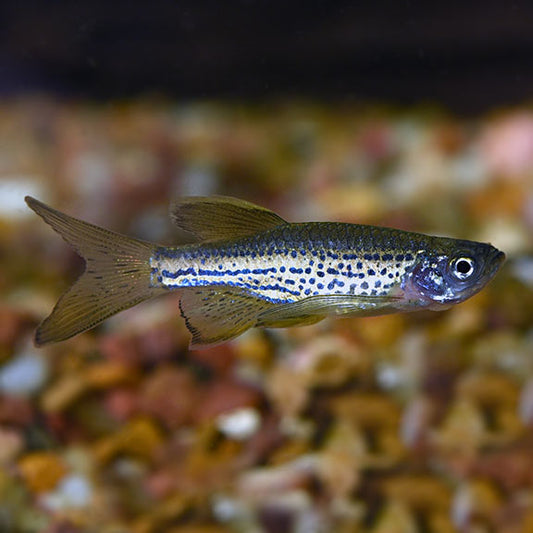 LEOPARD LONGFIN DANIO