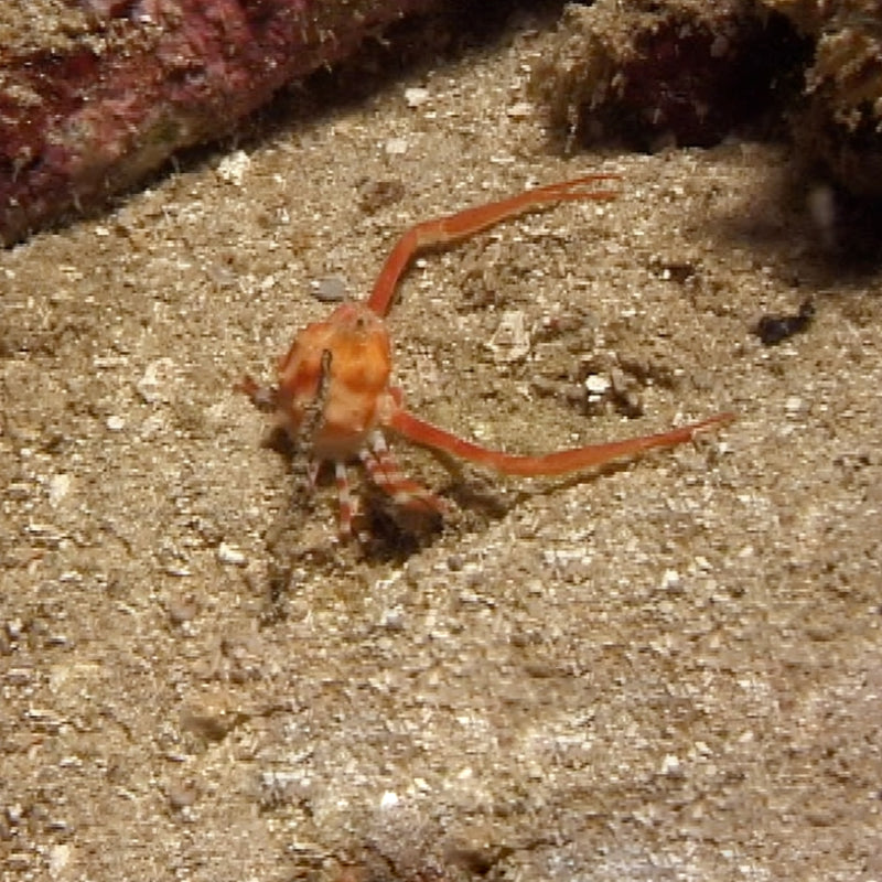 LONG ARM CRAB