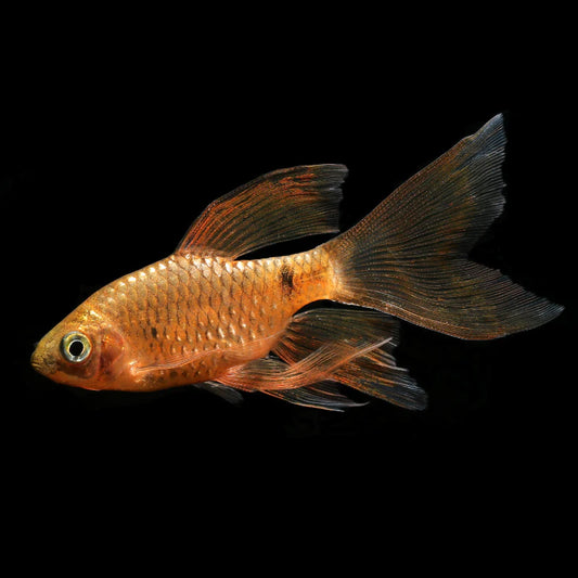 LONGFIN BARB