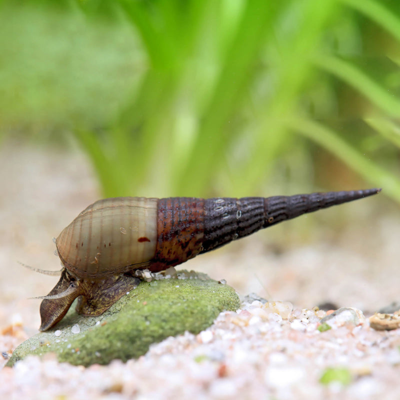 LONG NOSE SNAIL