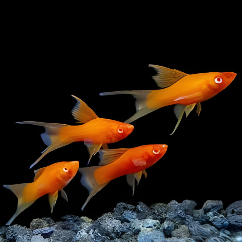LYRETAIL SWORDTAIL ASSORTED