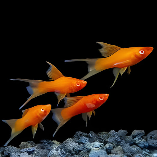 LYRETAIL SWORDTAIL ASSORTED