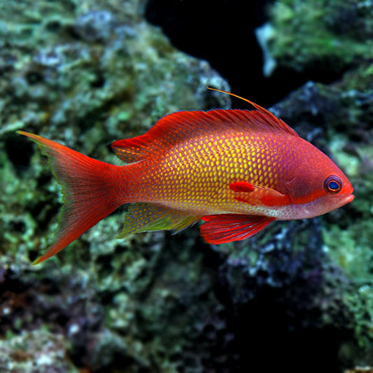 LYRETAIL ANTHIAS