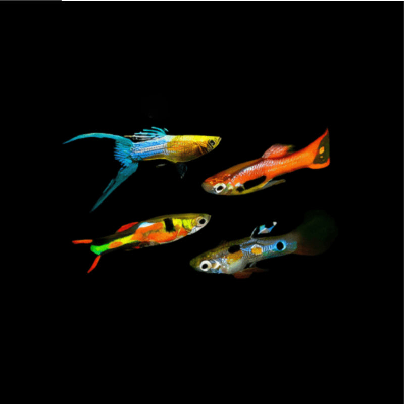 LYRETAIL ASSORTED GUPPY MALE