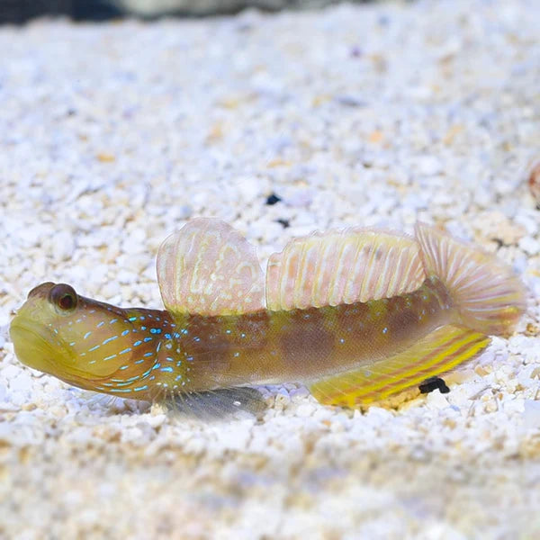 LAGOON SHRIMP GOBY FISH
