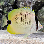CITRON BUTTERFLYFISH