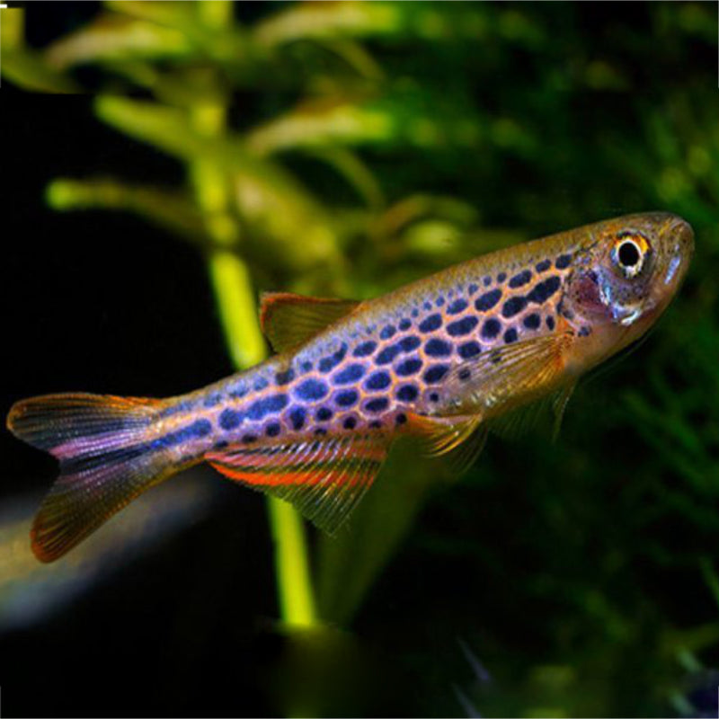 LEOPARD DANIO