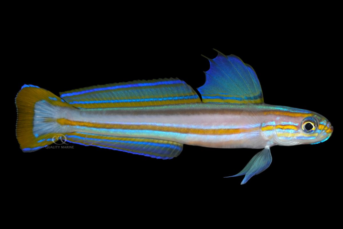 LINED DARTFISH