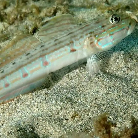 LONG FINNED GOBY