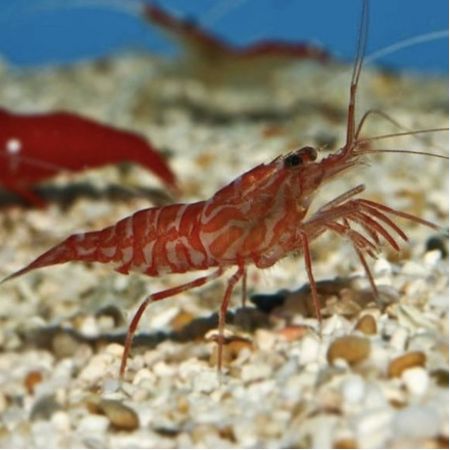 KUEKENTHAL CLEANER SHRIMP