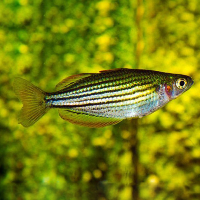 MACCULLOCH RAINBOW