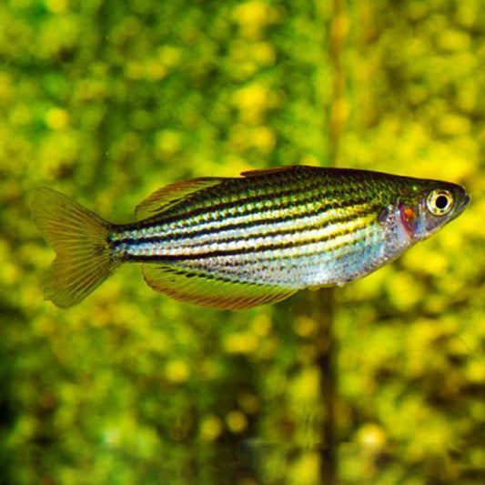 MACCULLOCH RAINBOW