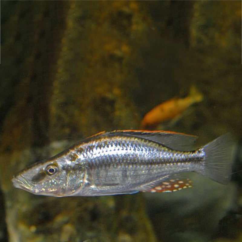 MALAWI EYE BITER