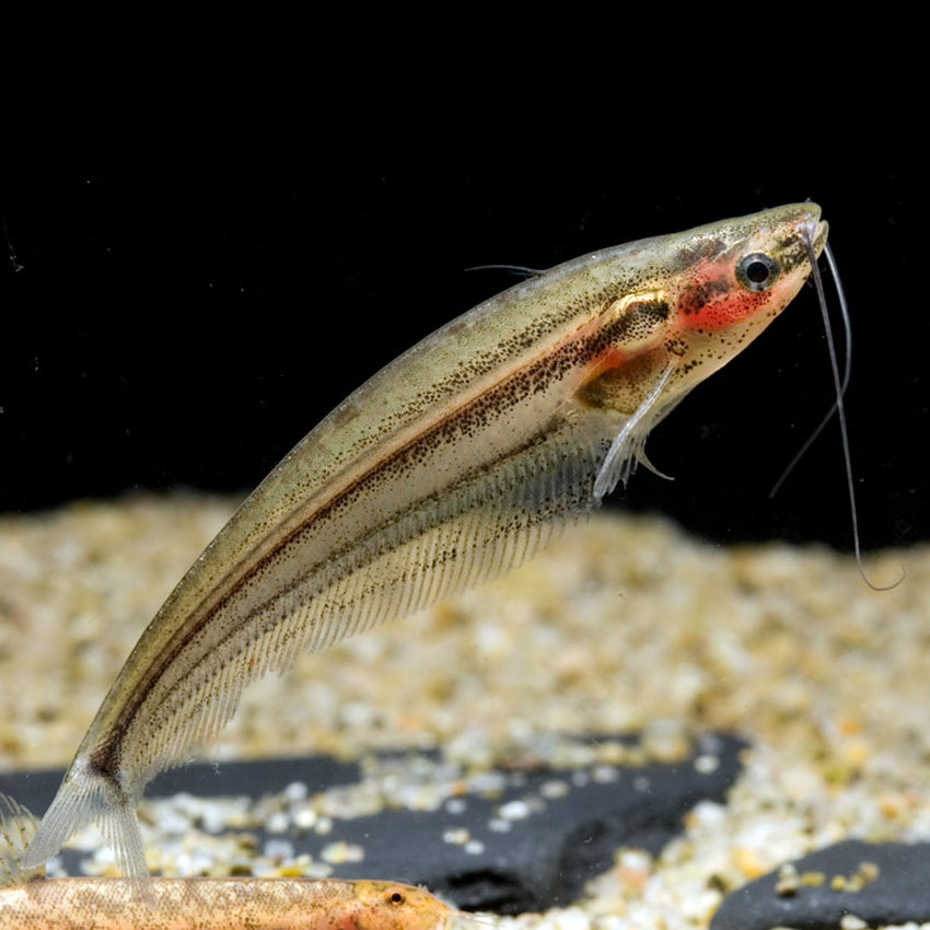 MALAY GLASS CATFISH