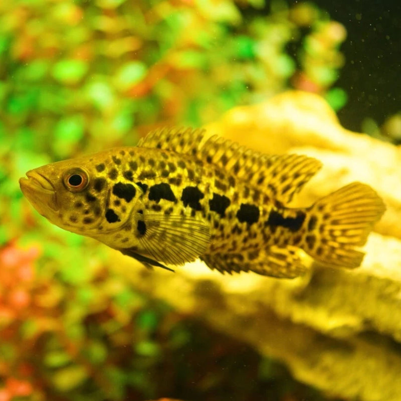 MANAGUENSE CICHLID