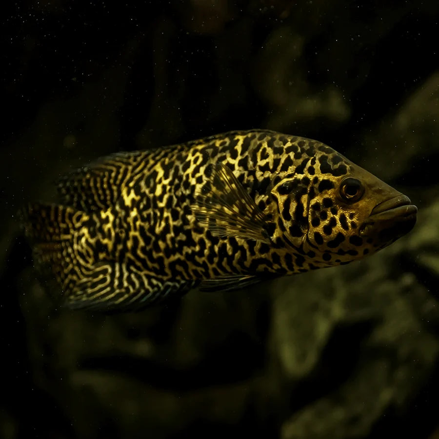 MANAGUENSE /  LEOPARD CICHLID