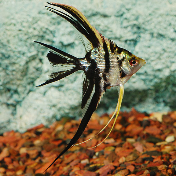 MARBLE ANGEL – Tropical Fish International