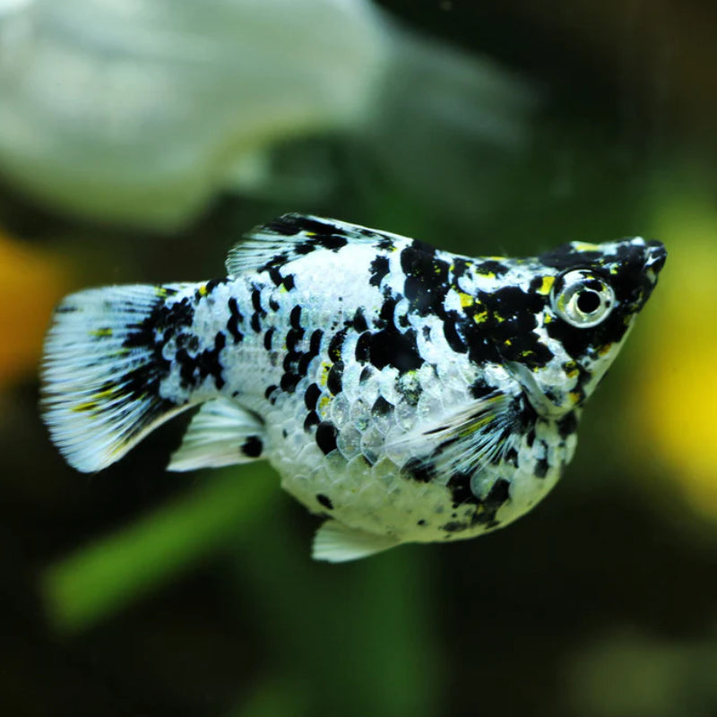 MARBLE BALLOON MOLLY