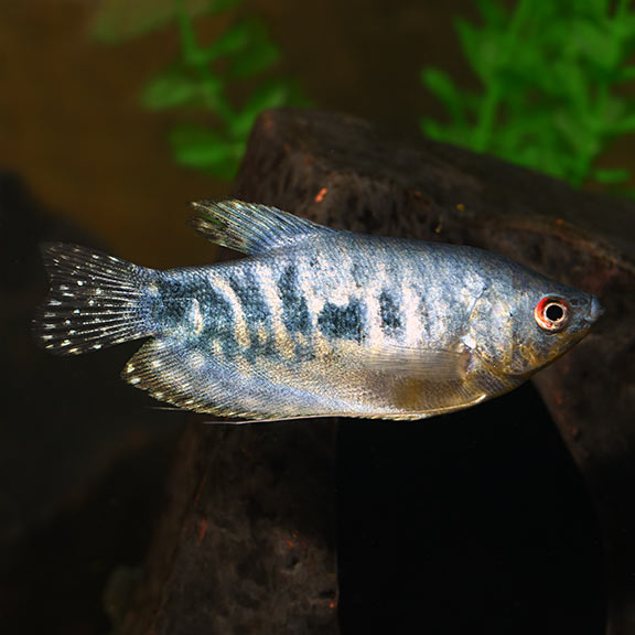 MARBLE OPALINE GOURAMI