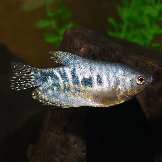 MARBLE OPALINE GOURAMI