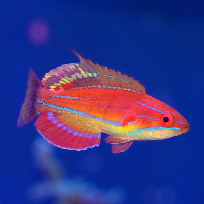 MC COSKERS FLASHER WRASSE