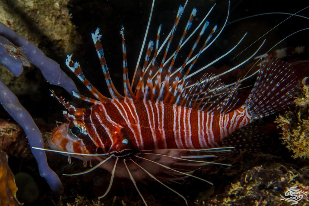 SPOT FIN/FUMANCHO LION