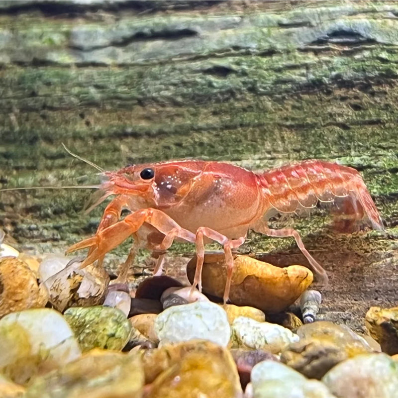 MINI LOBSTER MEXICAN