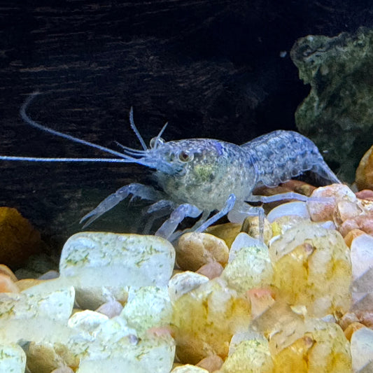 MINI LOBSTER MEXICAN BLUE
