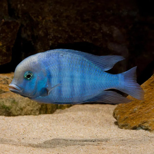 MORRII CICHLID