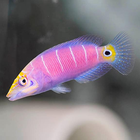 MYSTERY WRASSE