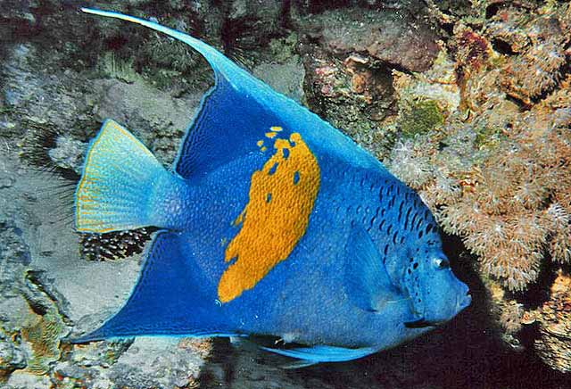 MACULOSES ANGELFISH
