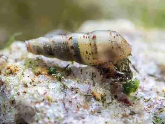 MALAYSIAN TRUMPET SNAIL