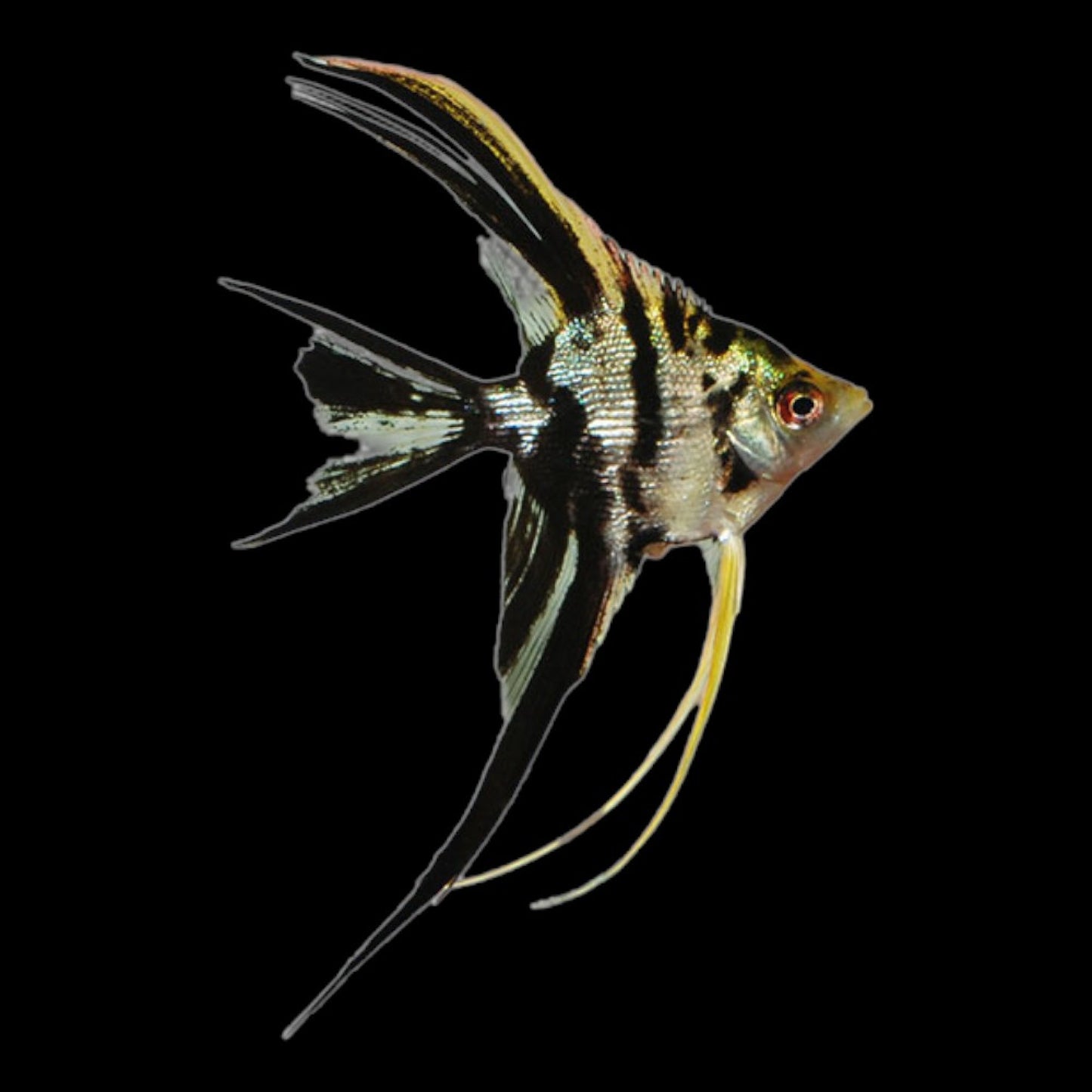 MARBLE VEILTAIL ANGEL