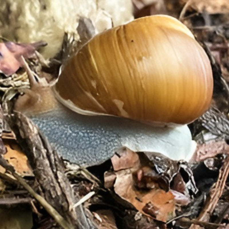 MELON SNAIL