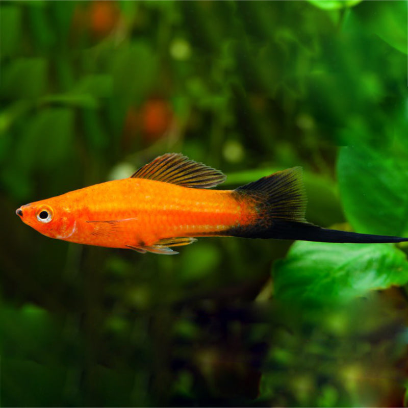 MILLENIUM SWORDTAIL