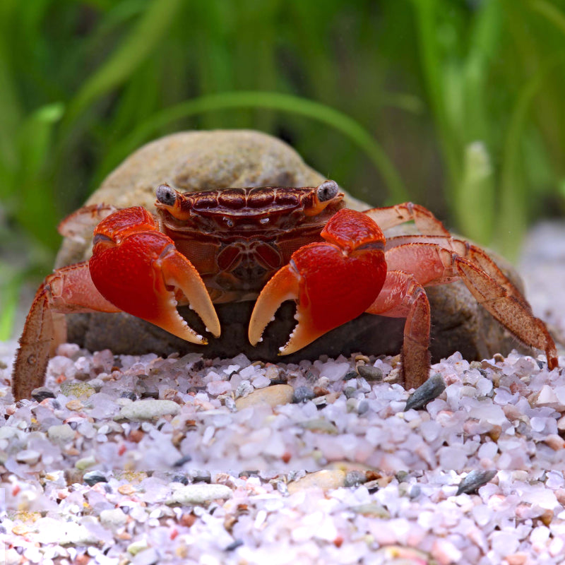MONAS CRAB
