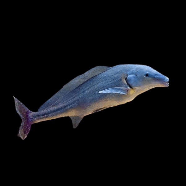 BABY DOLPHIN