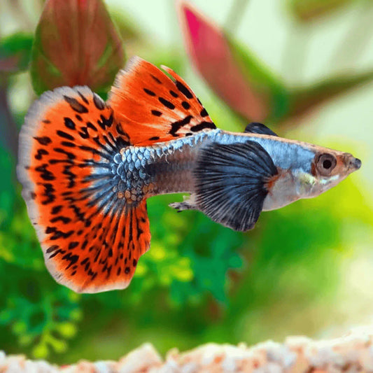 DUMBO EAR MOSIAC GUPPY PAIR