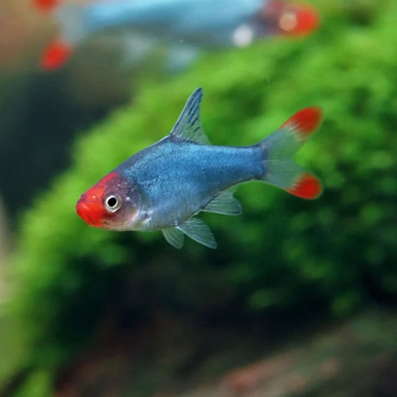NAKED MICRO RASBORA
