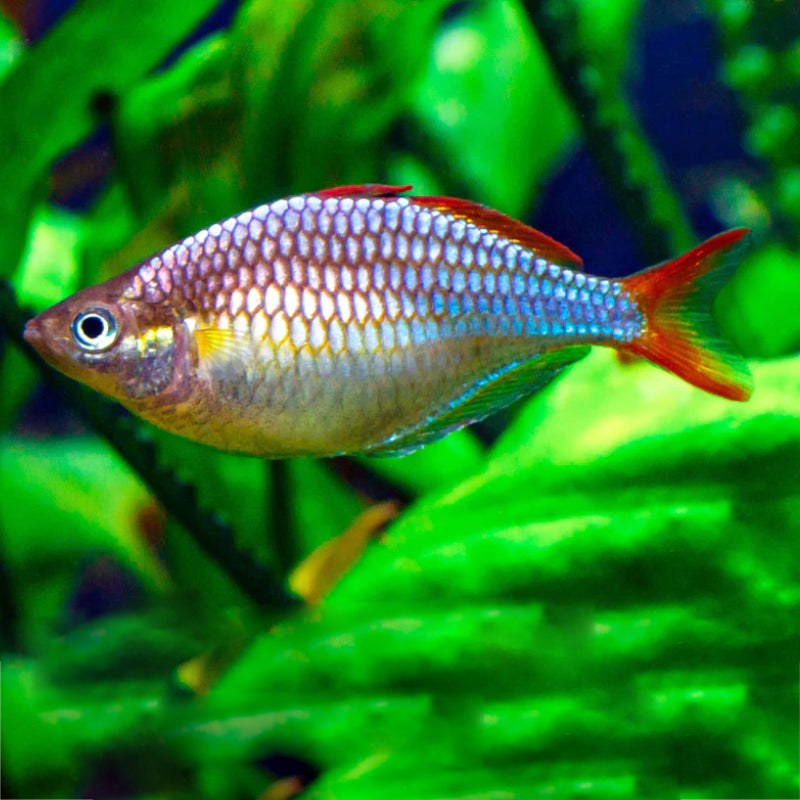 NEON DWARF RAINBOW