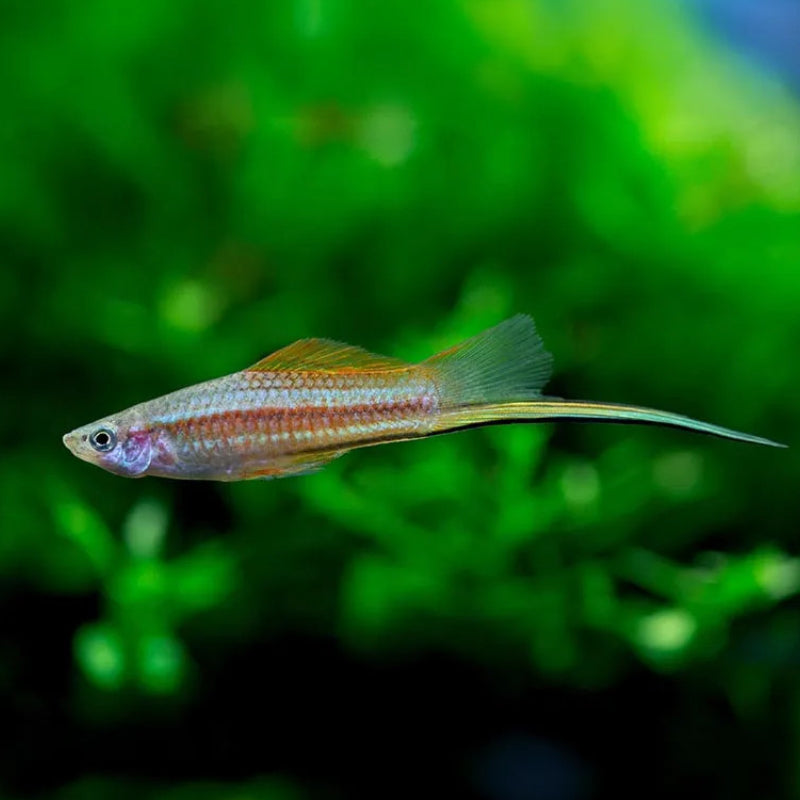 NEON SWORDTAIL