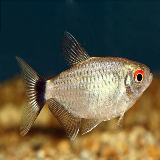 NORMAN LAMP EYE TETRA
