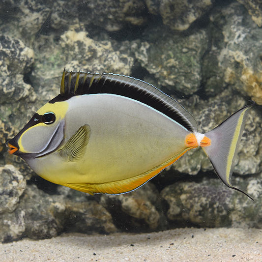 NASO TANG