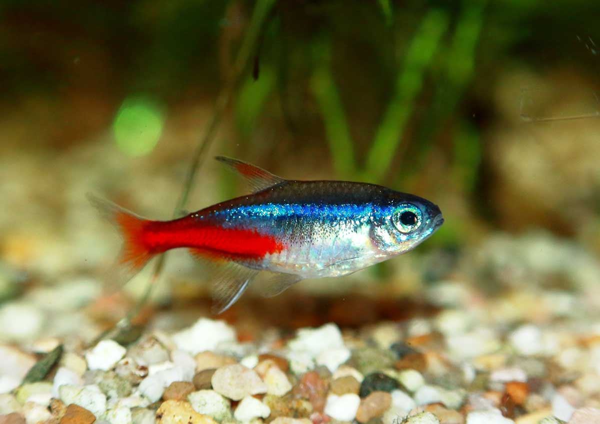 Neon Tetra -36 Lot
