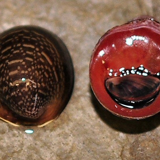 RED LIPS SNAIL