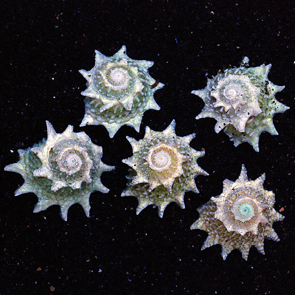 NINJA STAR SNAIL