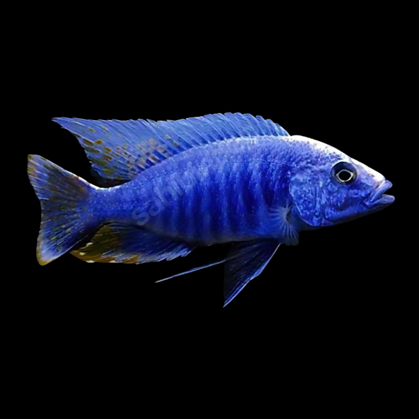 NYASA CICHLID
